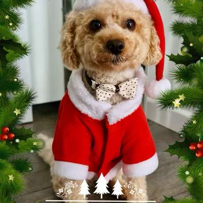 aktuelles Foto Gruppe Pudel