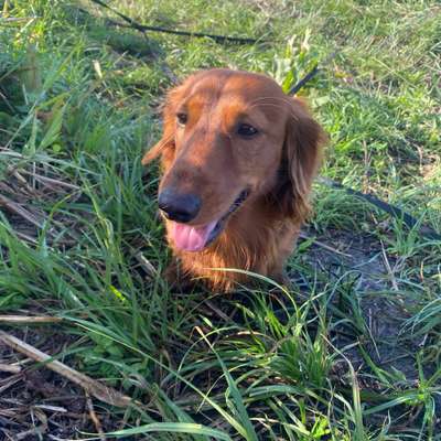 Hundetreffen-Spaziergänge-Bild