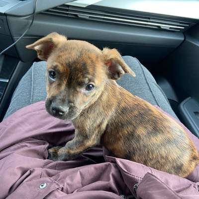 Hundetreffen-Kleinhund Gassi-Treffen-Bild