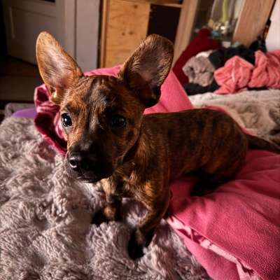 Hundetreffen-Spielkamerad und Gassi Gefährte-Bild