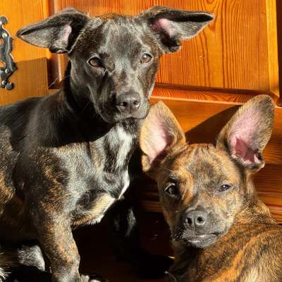 Hundetreffen-Spielkameraden und Gassi Gefährten-Bild