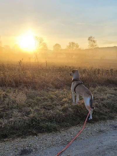 20. Farben Fotochallenge: Gold / Goldgelb / Stohgelb-Beitrag-Bild