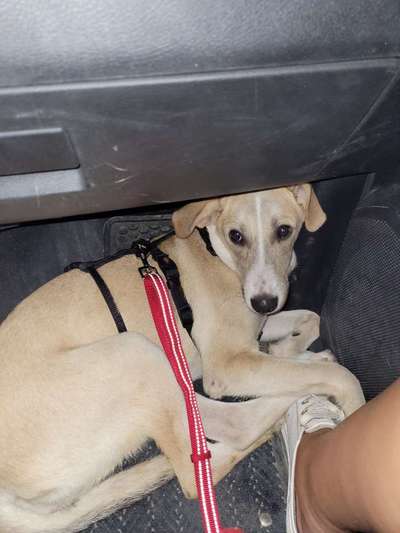 141. FOTO CHALLENGE 
Reisende soll man nicht aufhalten-Beitrag-Bild