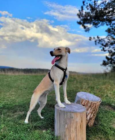 156. Fotochallenge *** DEIN HUND UND DIE WUNDERSCHÖNEN WOLKEN ***-Beitrag-Bild