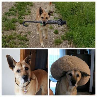 Dogorama Photo Challenge - TV Hund-Beitrag-Bild