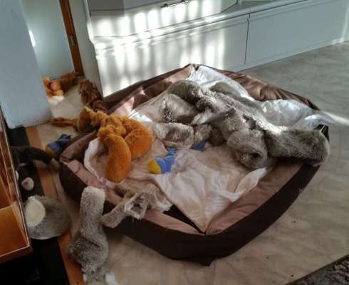 Chaos in der Bude-Beitrag-Bild