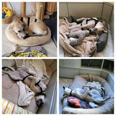 42. Collage Challenge - Ruheplatz-Beitrag-Bild