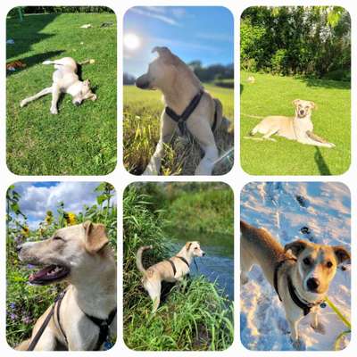 52. Collagenchallenge: Dein Hund im Sonnenschein-Beitrag-Bild