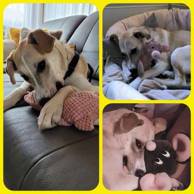 Zeige deinen Schatz mit seinem Lieblingsspielzeug.-Beitrag-Bild