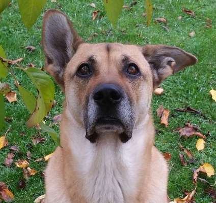 Foto-Challenge: Der schmollende Hund-Beitrag-Bild