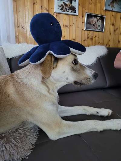 Dogorama Photo Challenge - TV Hund-Beitrag-Bild