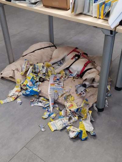 Chaos in der Bude-Beitrag-Bild