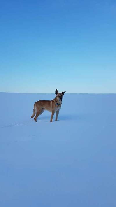 Handy Fotochallenge Nr. 52: Dein Hund mit blauem Himmel-Beitrag-Bild