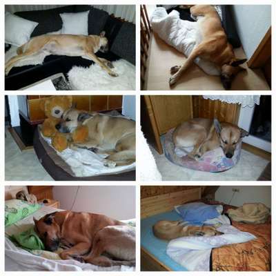 42. Collage Challenge - Ruheplatz-Beitrag-Bild