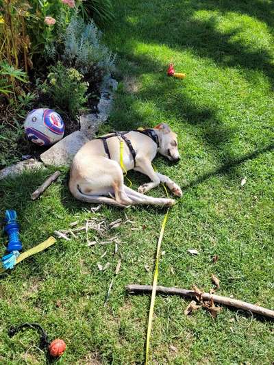 Dogorama Photo Challenge - Mein Holz und ich-Beitrag-Bild