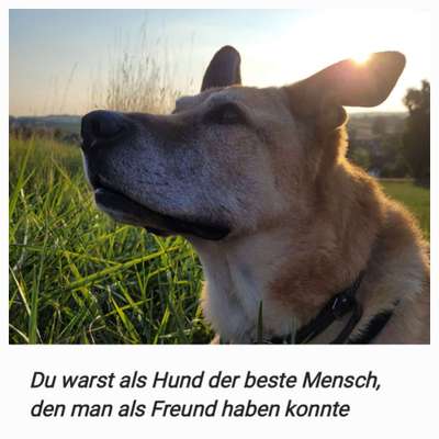 Unsere Fellnasen im Regenbogenland-Beitrag-Bild