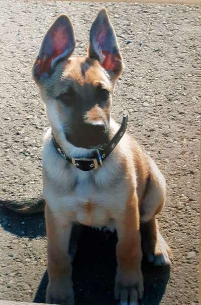 Vom Welpen zum Hund-Beitrag-Bild