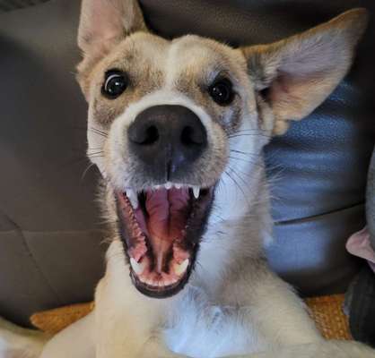 Comedyprogramm Hund:-Beitrag-Bild