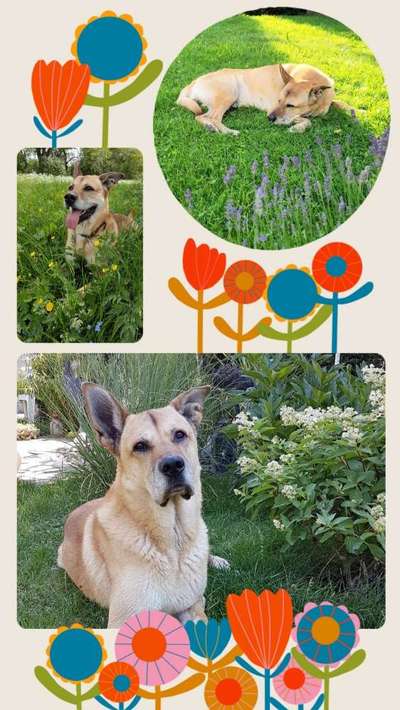 47. Collage Challenge - Sag's mit Blumen-Beitrag-Bild