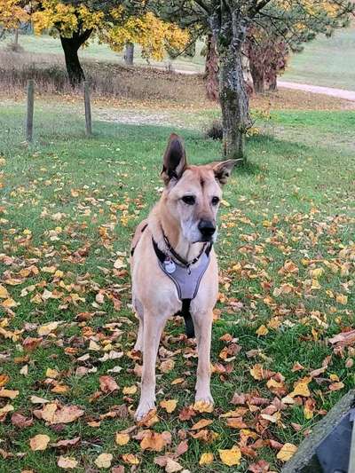 Vom Welpen zum Hund-Beitrag-Bild