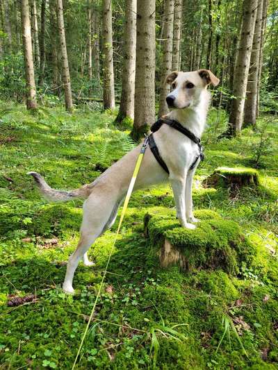 Foto -Challenge  Thema : Dein Hund Im Wald-Beitrag-Bild