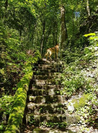 Foto -Challenge  Thema : Dein Hund Im Wald-Beitrag-Bild