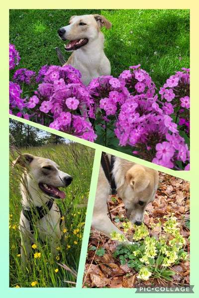 47. Collage Challenge - Sag's mit Blumen-Beitrag-Bild