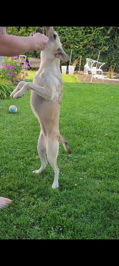 Dogorama Photo Challenge - Hündchen streckt dich-Beitrag-Bild