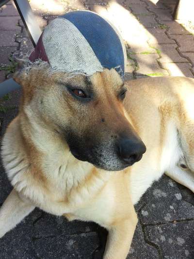 Comedyprogramm Hund:-Beitrag-Bild