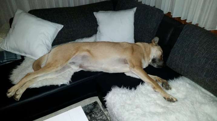 Dogorama Photo Challenge - Hündchen streckt dich-Beitrag-Bild