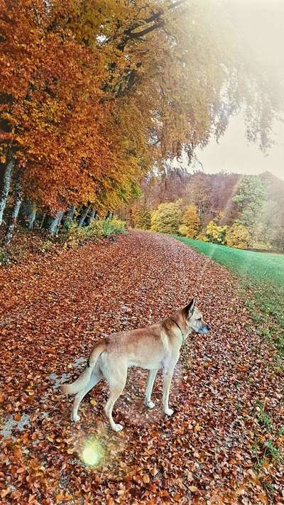 26. Farben Fotochallenge "Herbstfarben"-Beitrag-Bild