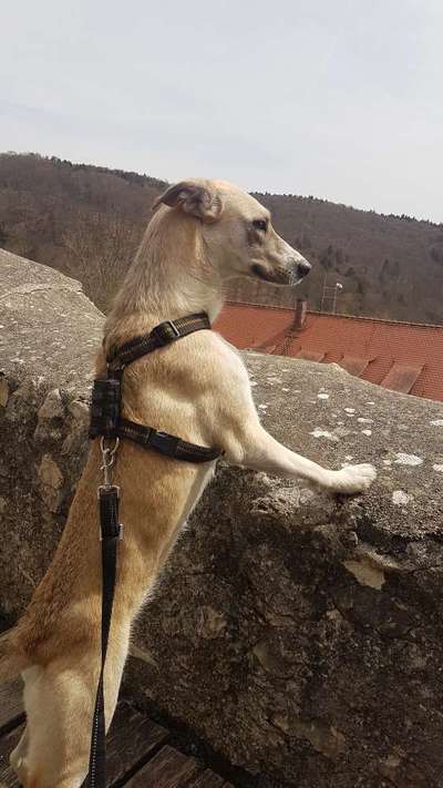 149. Foto Challenge: Wer ist hier der Boss!-Beitrag-Bild