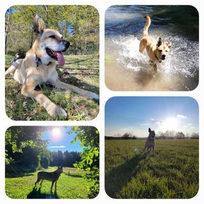 52. Collagenchallenge: Dein Hund im Sonnenschein-Beitrag-Bild