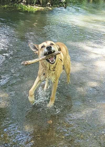 Dogorama Photo Challenge - Mein Holz und ich-Beitrag-Bild