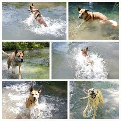 51.Collagen Challenge: Wasserhunde-Beitrag-Bild