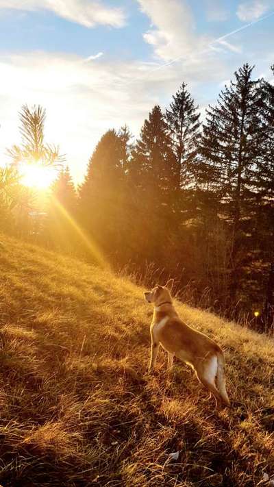 20. Farben Fotochallenge: Gold / Goldgelb / Stohgelb-Beitrag-Bild