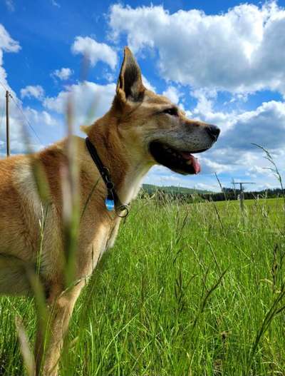 156. Fotochallenge *** DEIN HUND UND DIE WUNDERSCHÖNEN WOLKEN ***-Beitrag-Bild