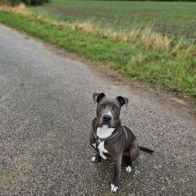 Hundetreffen-Social walks +spieltreff-Bild