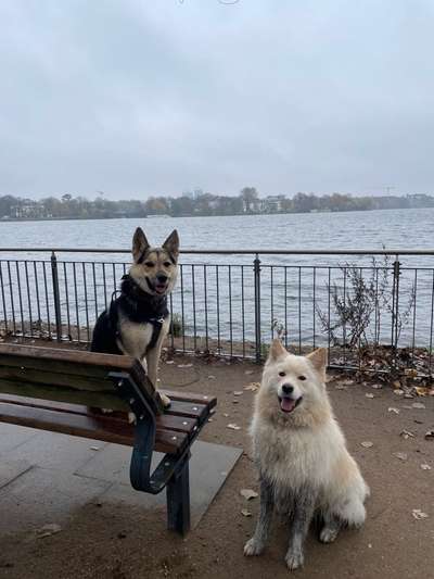 Samojede-Beitrag-Bild