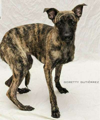 Tierschutzhund ist meine Lieblingsrasse-Beitrag-Bild