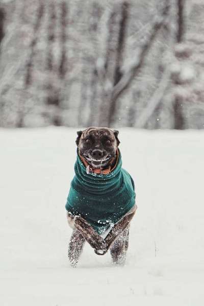 Zeige das lustigste Bild eures Hundis-Beitrag-Bild