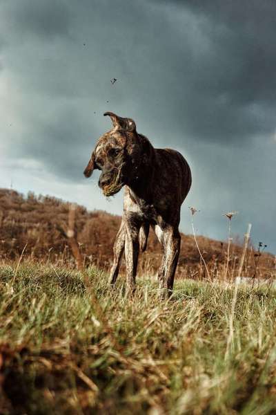 Fotochallenge No. 26                                     Wald und Wiese-Beitrag-Bild