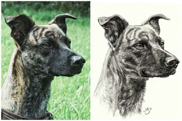 Zeichnungen Eurer Hunde !?-Beitrag-Bild