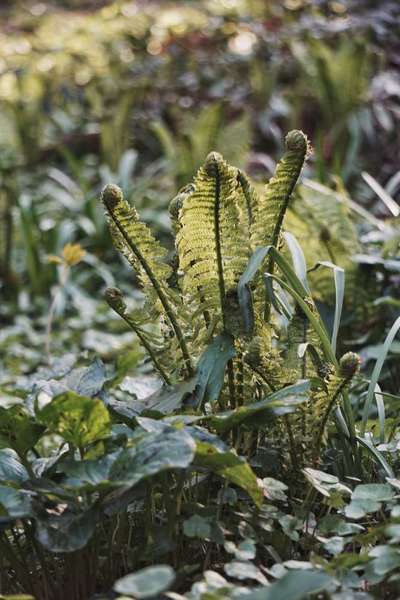 Die wunderschöne Welt mit Hund.-Beitrag-Bild