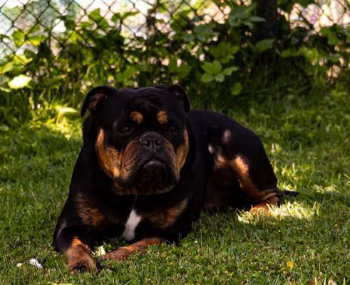 Olde English Bulldogge-Beitrag-Bild