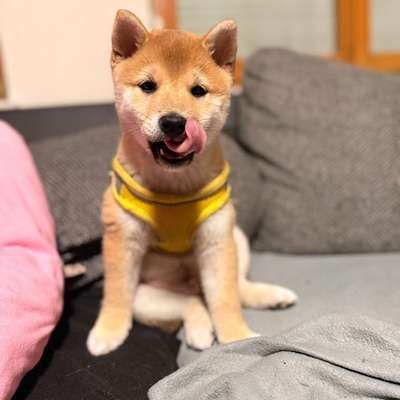 Hundetreffen-Welpentreffen/ Spazieren gehen-Bild