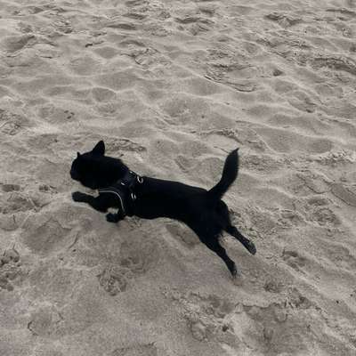Hundetreffen-Kleine-Hunde-Treffen-Bild