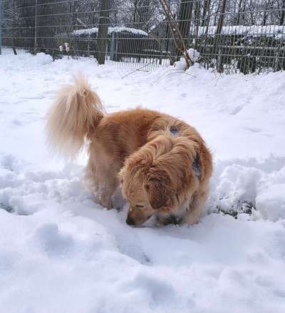 Foto Challenge Nr.: 114
Hunde im Schnee-Beitrag-Bild