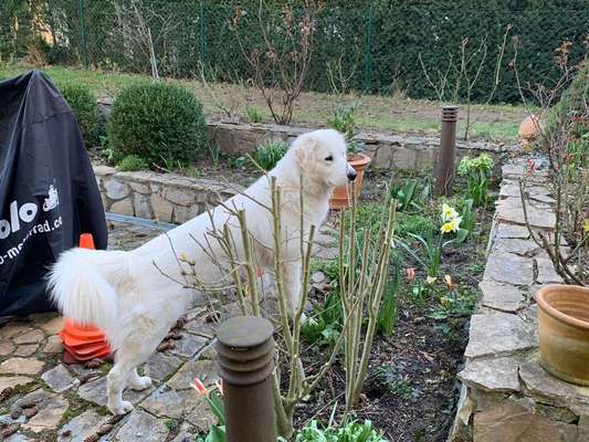 Wann stehen eure Hunde auf ?-Beitrag-Bild