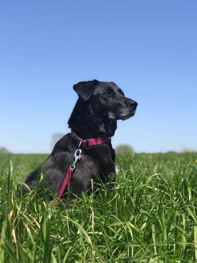 Hund aus dem Spanischen Tierschutz-Beitrag-Bild